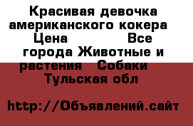 Красивая девочка американского кокера › Цена ­ 35 000 - Все города Животные и растения » Собаки   . Тульская обл.